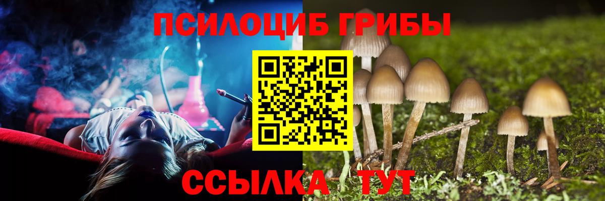 Гусев  Галлюциногенные грибы Psilocybe  Вход с VPN 